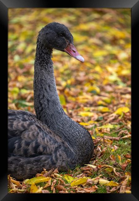 Black Swan Portrait In Autumn Foliage Framed Print by Artur Bogacki