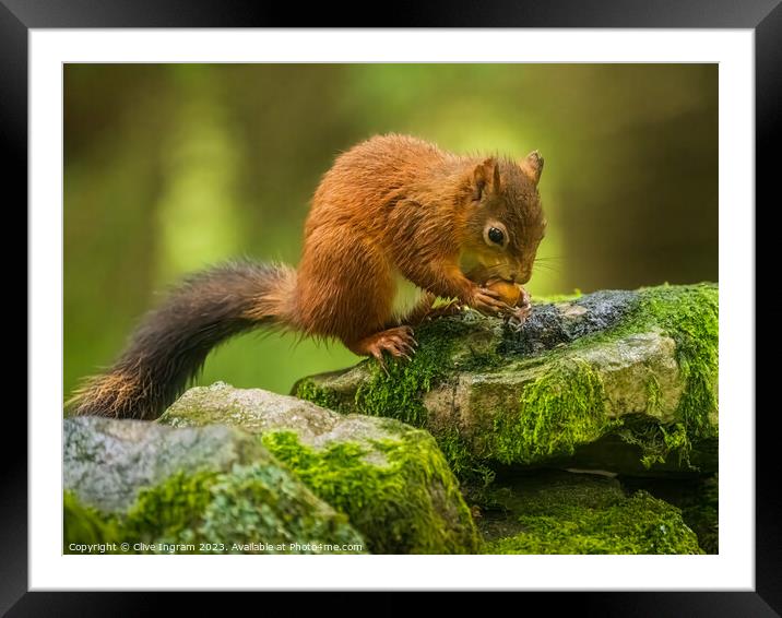 A red squirrel feasting Framed Mounted Print by Clive Ingram