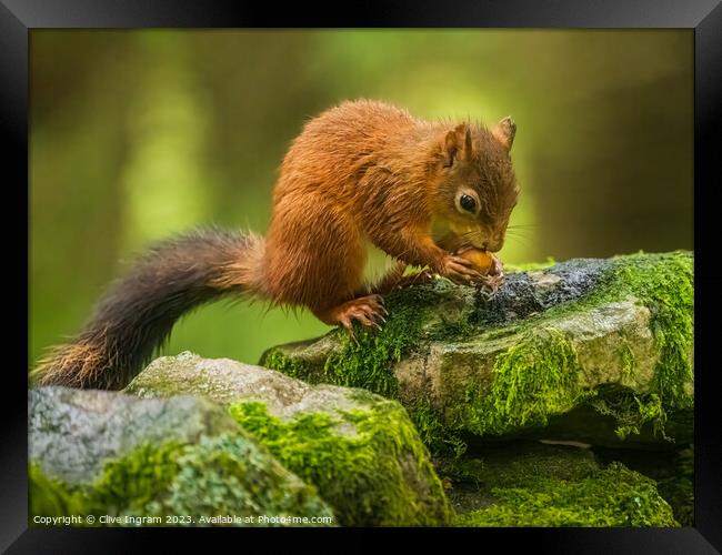 A red squirrel feasting Framed Print by Clive Ingram