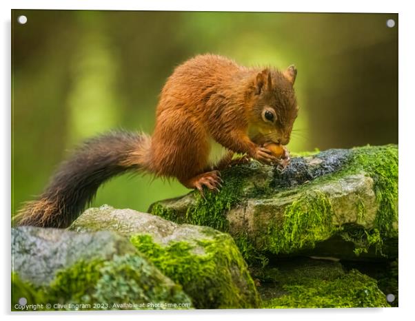 A red squirrel feasting Acrylic by Clive Ingram