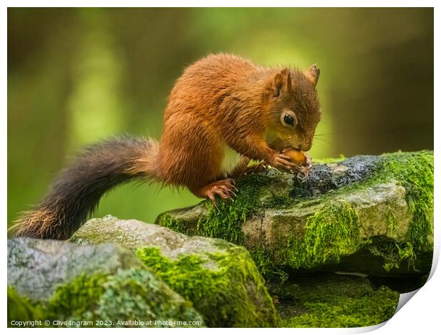 A red squirrel feasting Print by Clive Ingram