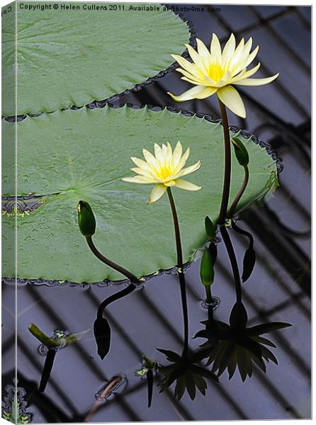 WATER LILIES Canvas Print by Helen Cullens