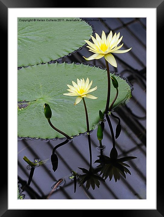 WATER LILIES Framed Mounted Print by Helen Cullens