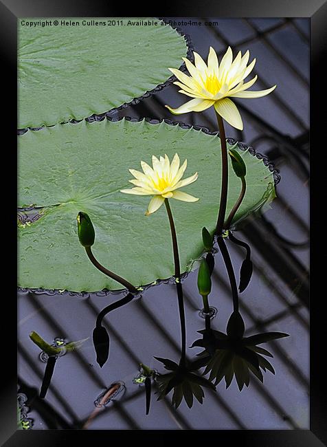 WATER LILIES Framed Print by Helen Cullens