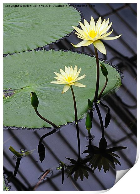 WATER LILIES Print by Helen Cullens