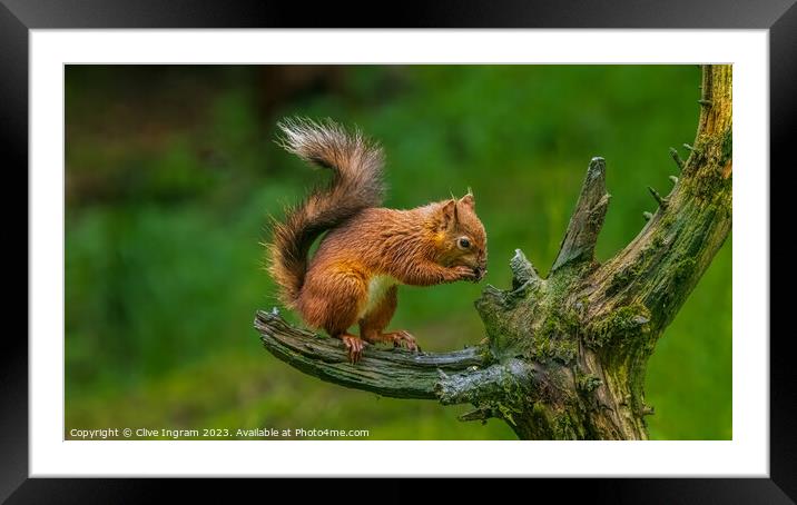 A squirrel on a branch Framed Mounted Print by Clive Ingram