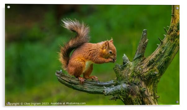 A squirrel on a branch Acrylic by Clive Ingram