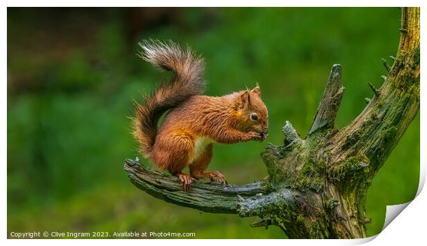 A squirrel on a branch Print by Clive Ingram