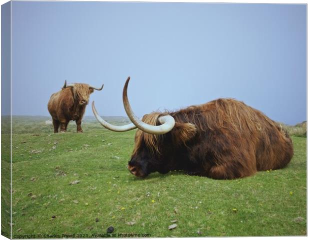 Lundy highland cows Canvas Print by Charles Powell