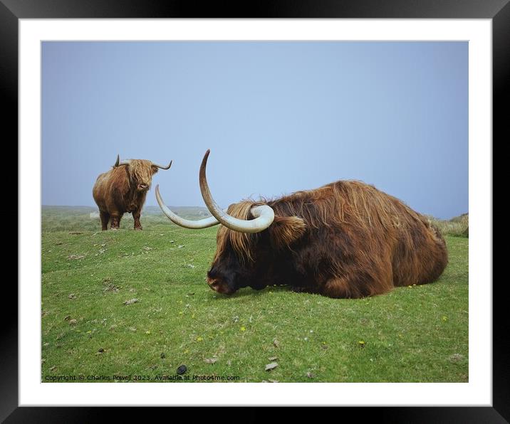 Lundy highland cows Framed Mounted Print by Charles Powell
