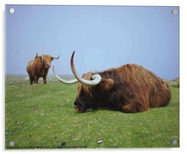 Lundy highland cows Acrylic by Charles Powell