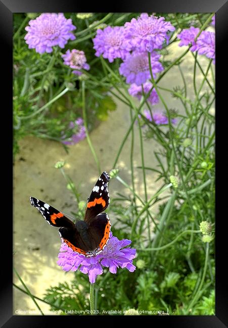 Red Admiral Butterfly Framed Print by Graham Lathbury
