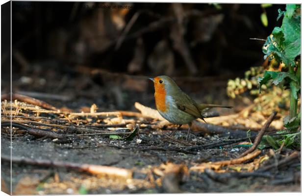 Robin's patch Canvas Print by andrew saxton