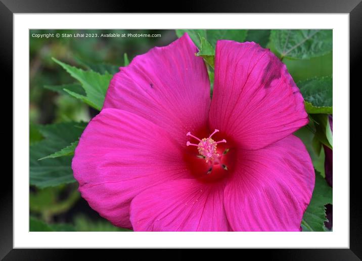 Pink mallow flower Framed Mounted Print by Stan Lihai