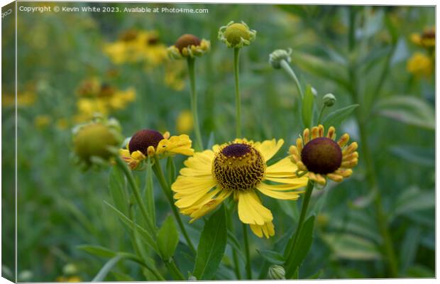 Helenium Riveron Beauty Canvas Print by Kevin White