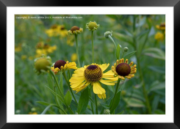 Helenium Riveron Beauty Framed Mounted Print by Kevin White