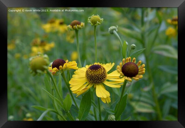 Helenium Riveron Beauty Framed Print by Kevin White