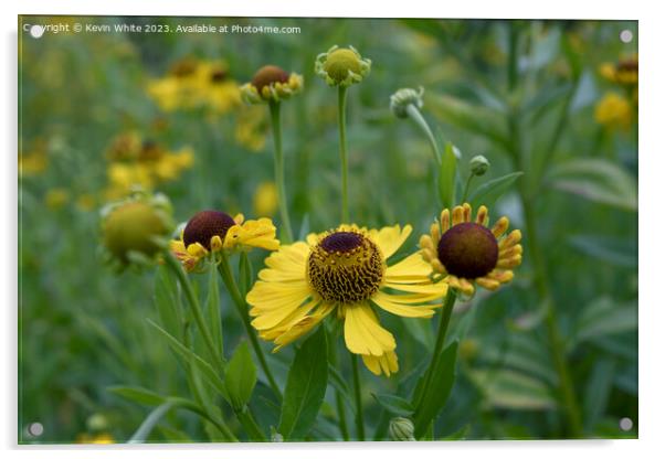 Helenium Riveron Beauty Acrylic by Kevin White