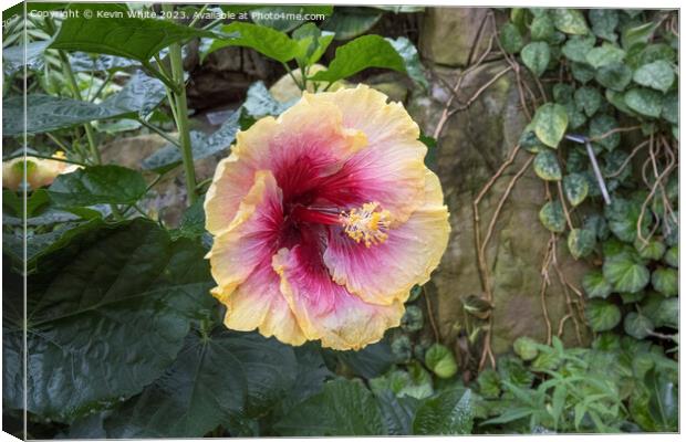 Hibiscus Rosa Sinensis Canvas Print by Kevin White