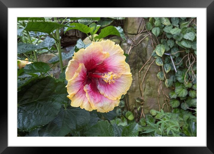 Hibiscus Rosa Sinensis Framed Mounted Print by Kevin White