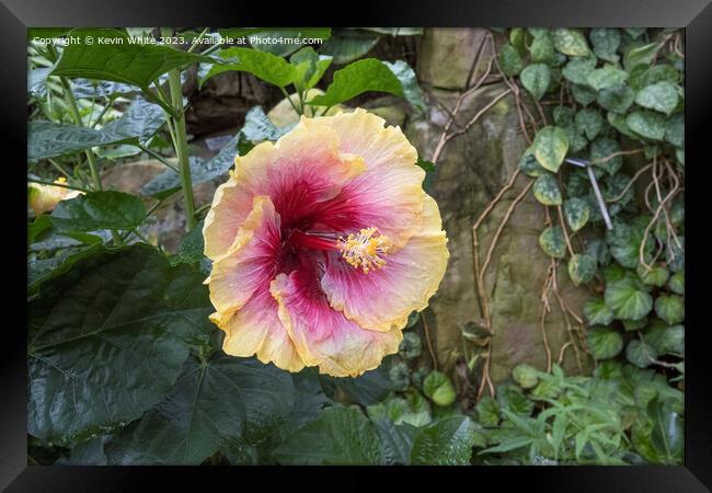 Hibiscus Rosa Sinensis Framed Print by Kevin White