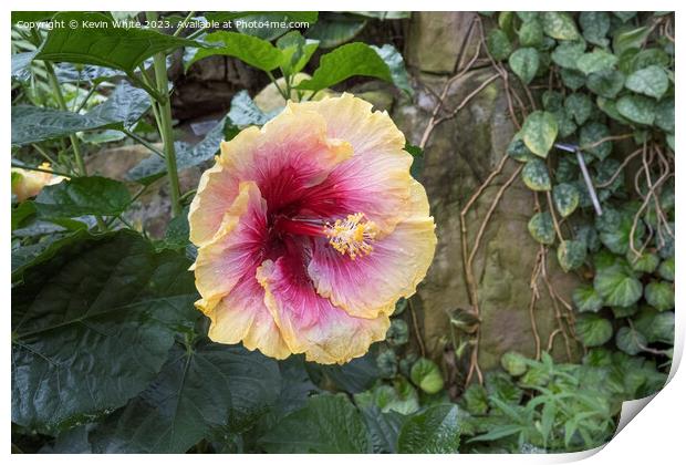 Hibiscus Rosa Sinensis Print by Kevin White