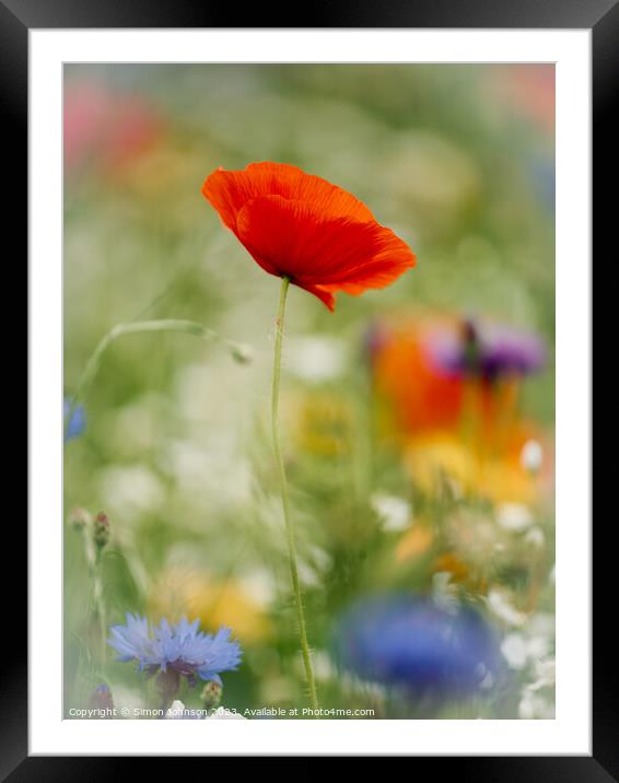 Poppy flower Framed Mounted Print by Simon Johnson