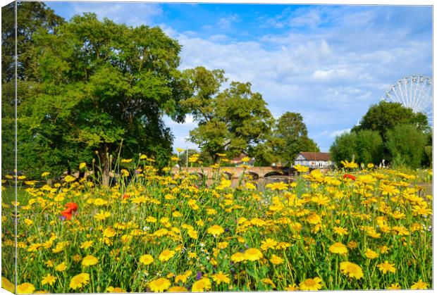 Wildflowers in Stratford upon Avon Canvas Print by Paula Tracy