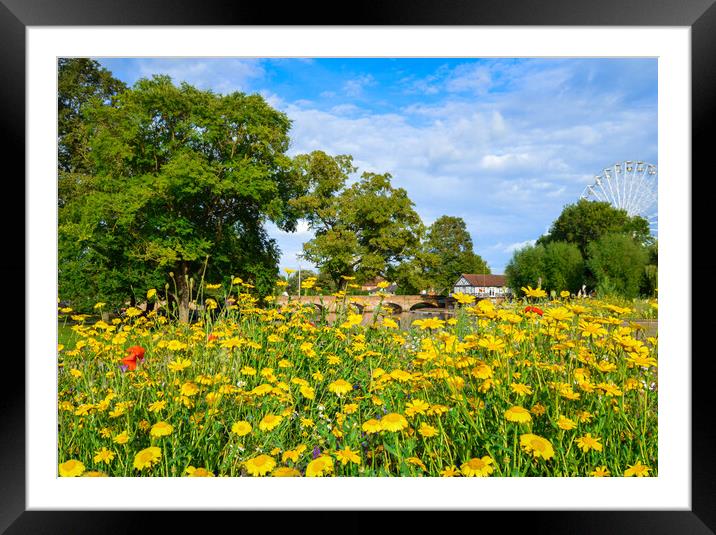 Wildflowers in Stratford upon Avon Framed Mounted Print by Paula Tracy