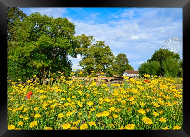 Wildflowers in Stratford upon Avon Framed Print by Paula Tracy