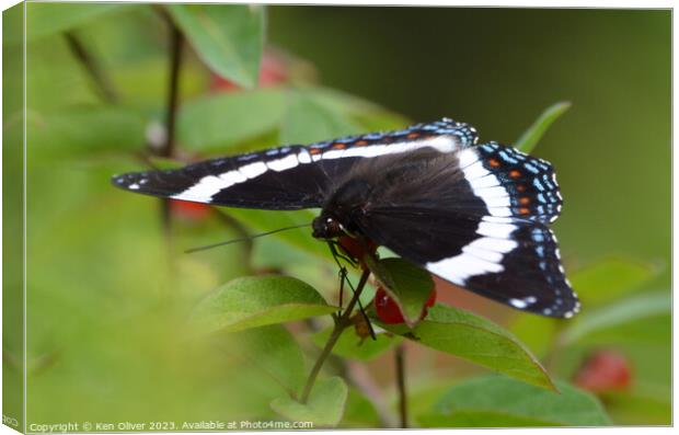 Vibrant Spectacle: Red-Spotted White Admiral Canvas Print by Ken Oliver