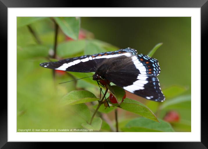 Vibrant Spectacle: Red-Spotted White Admiral Framed Mounted Print by Ken Oliver