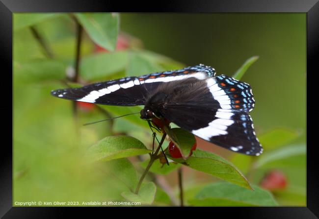 Vibrant Spectacle: Red-Spotted White Admiral Framed Print by Ken Oliver