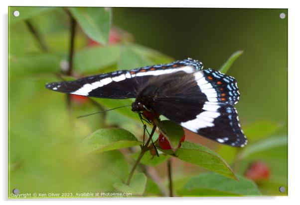 Vibrant Spectacle: Red-Spotted White Admiral Acrylic by Ken Oliver