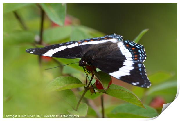 Vibrant Spectacle: Red-Spotted White Admiral Print by Ken Oliver