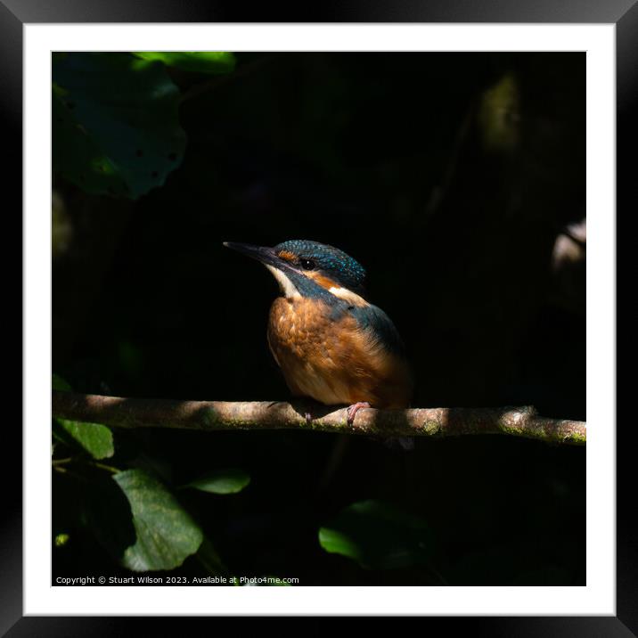 Juvenile Kingfisher Perched Framed Mounted Print by Stuart Wilson