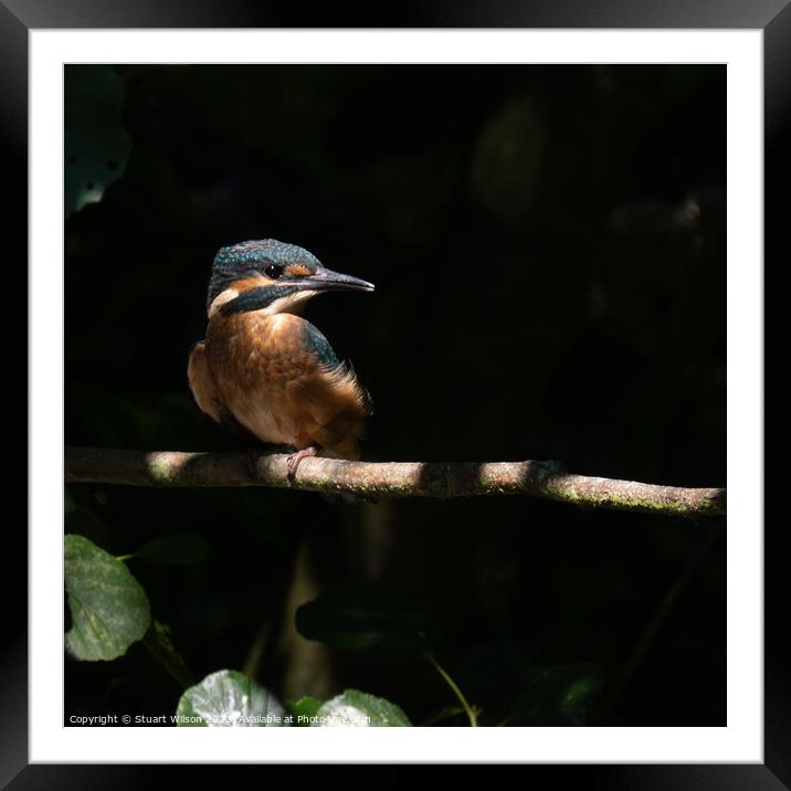 Juvenile Kingfisher on a Branch Framed Mounted Print by Stuart Wilson