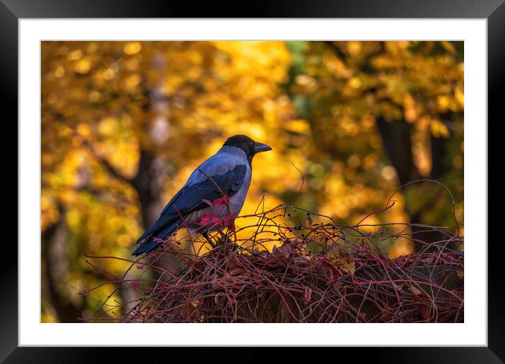 Hooded Crow In Autumn Framed Mounted Print by Artur Bogacki