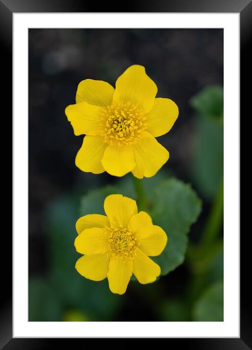 Caltha Palustris Kingcup Yellow Flower Framed Mounted Print by Artur Bogacki
