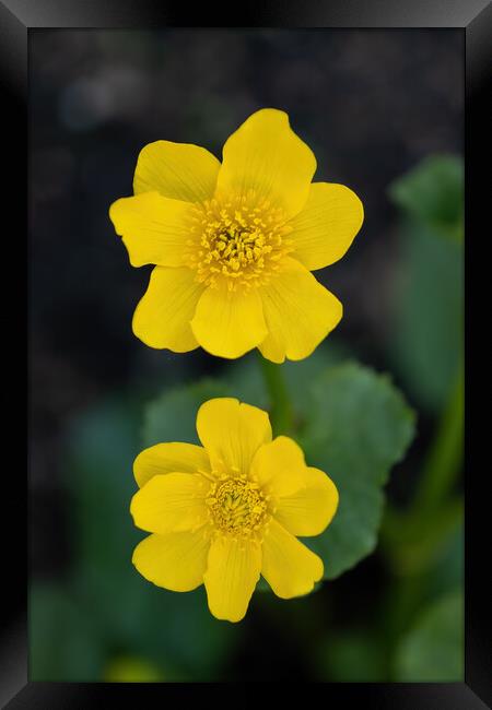 Caltha Palustris Kingcup Yellow Flower Framed Print by Artur Bogacki