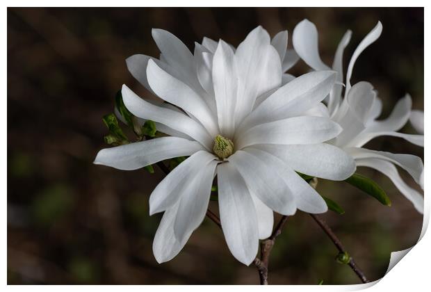 Star Magnolia White Flower Print by Artur Bogacki