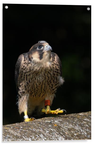 Grounded Juvenile Peregrine Falcon Acrylic by Stuart Wilson