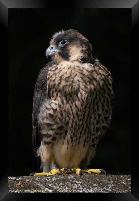 Grounded Juvenile Peregrine Falcon Framed Print by Stuart Wilson