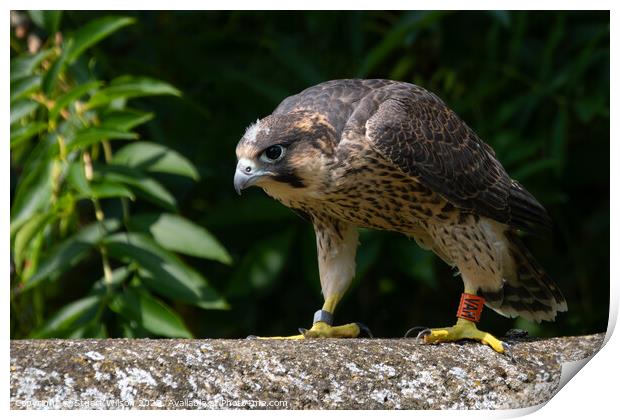 Grounded Juvenile Peregrine Falcon Print by Stuart Wilson