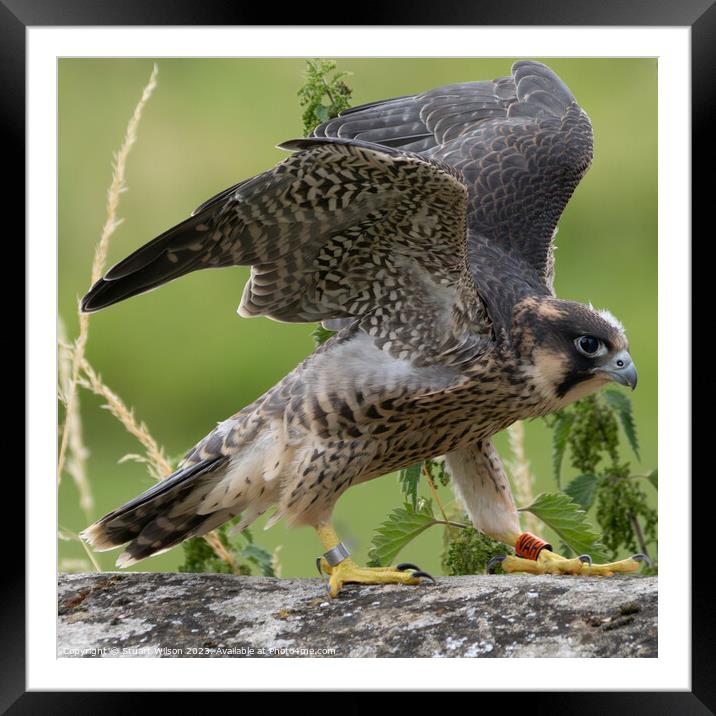Grounded Juvenile Peregrine Falcon Framed Mounted Print by Stuart Wilson