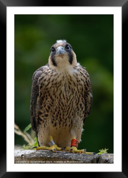 Grounded Juvenile Peregrine Falcon Framed Mounted Print by Stuart Wilson