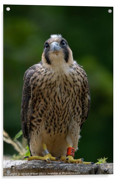 Grounded Juvenile Peregrine Falcon Acrylic by Stuart Wilson