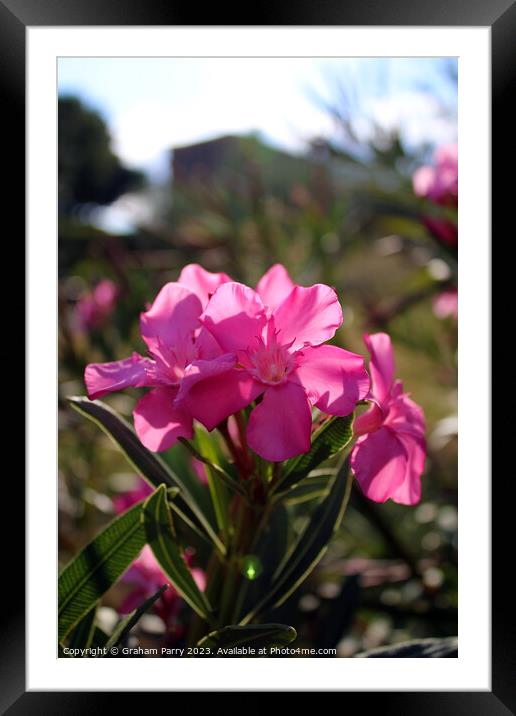 Delicate Pink Bloom's Close Encounter Framed Mounted Print by Graham Parry
