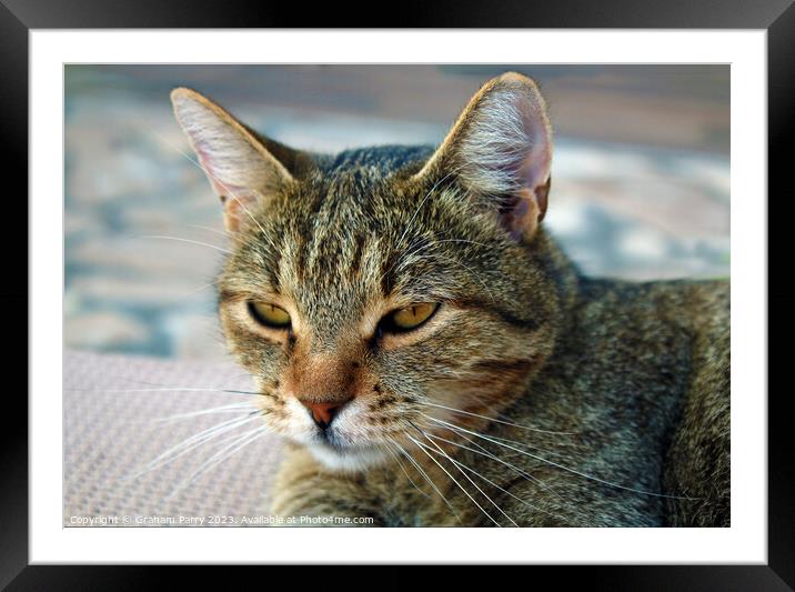 Tranquil Feline Afternoon Siesta Framed Mounted Print by Graham Parry