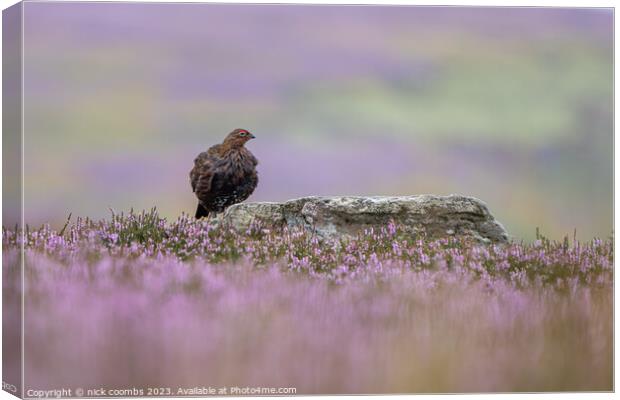 Grouse Amidst Rain-Kissed Heather Canvas Print by nick coombs